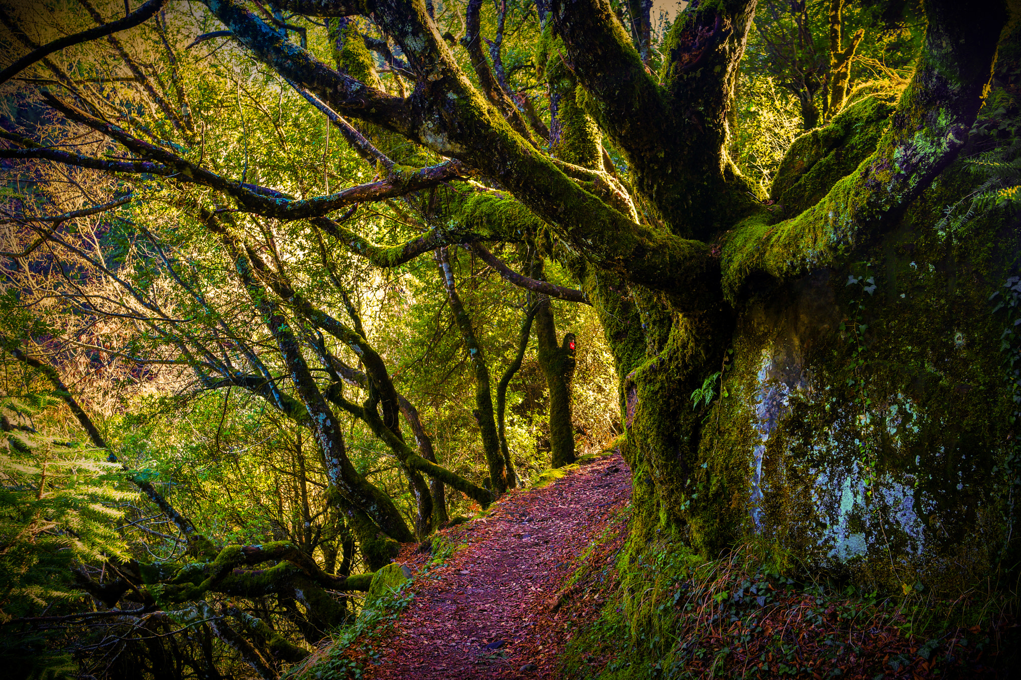 Samsung NX1 + Samsung NX 16-50mm F3.5-5.6 Power Zoom ED OIS sample photo. Desolate path photography