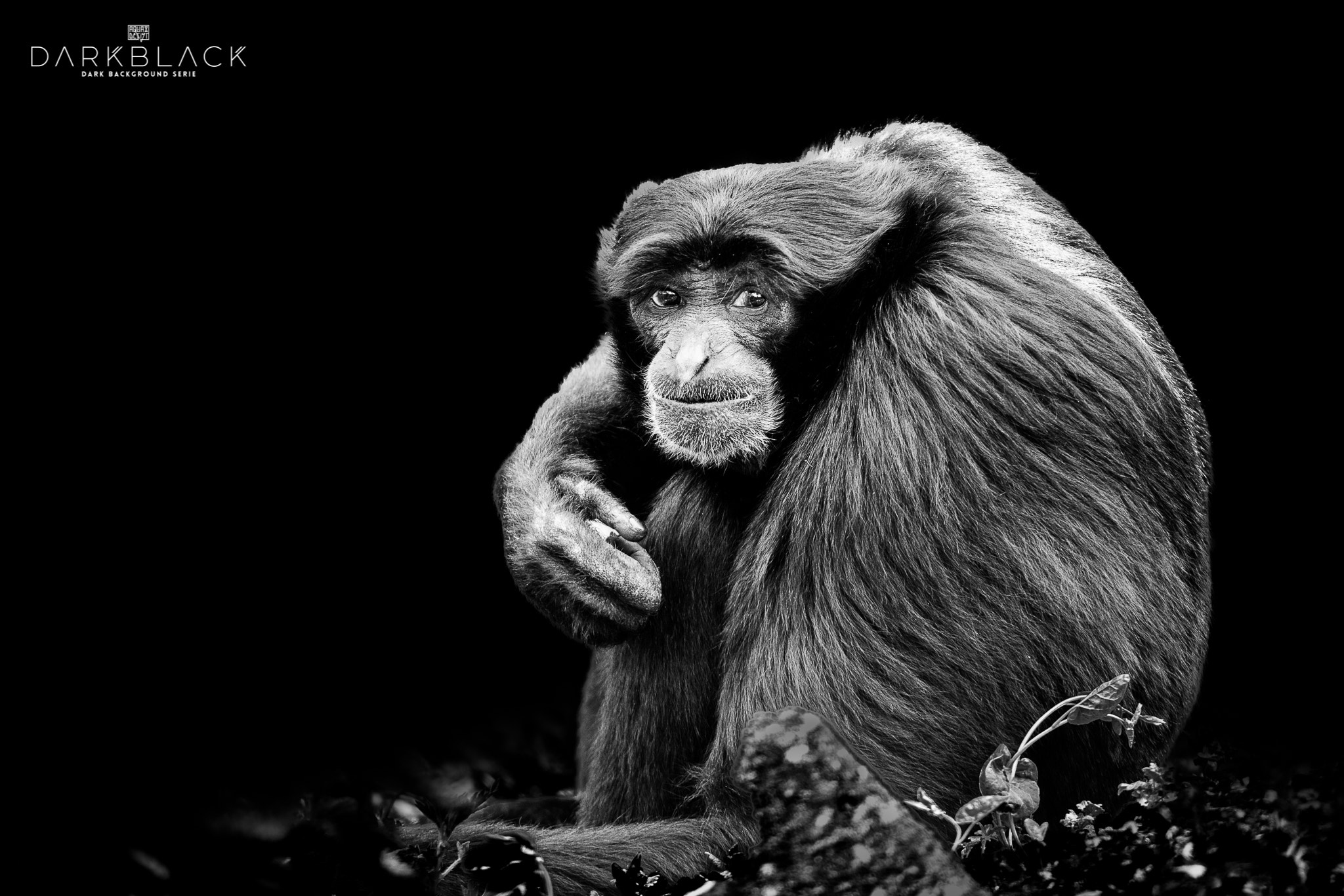 Nikon D800E sample photo. Gibbon photography