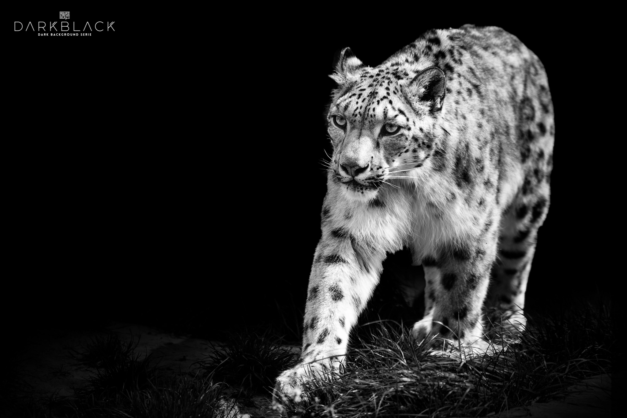 Nikon D800E sample photo. Snow leopard photography