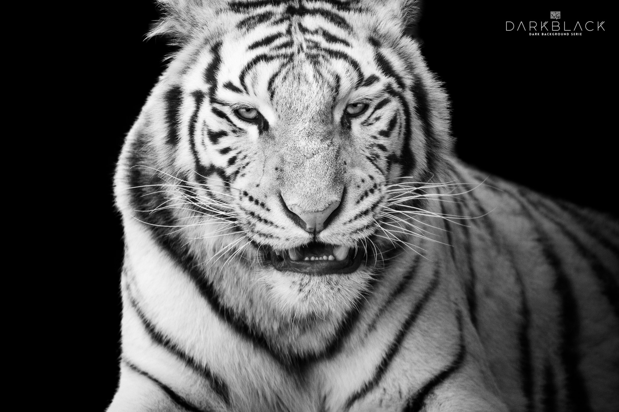 Nikon D3200 + Tamron SP 150-600mm F5-6.3 Di VC USD sample photo. White tiger photography
