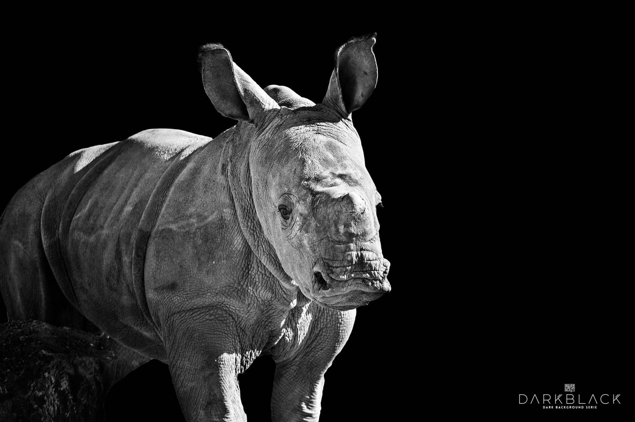 Nikon D3200 + Tamron SP 150-600mm F5-6.3 Di VC USD sample photo. Baby rhinoceros photography