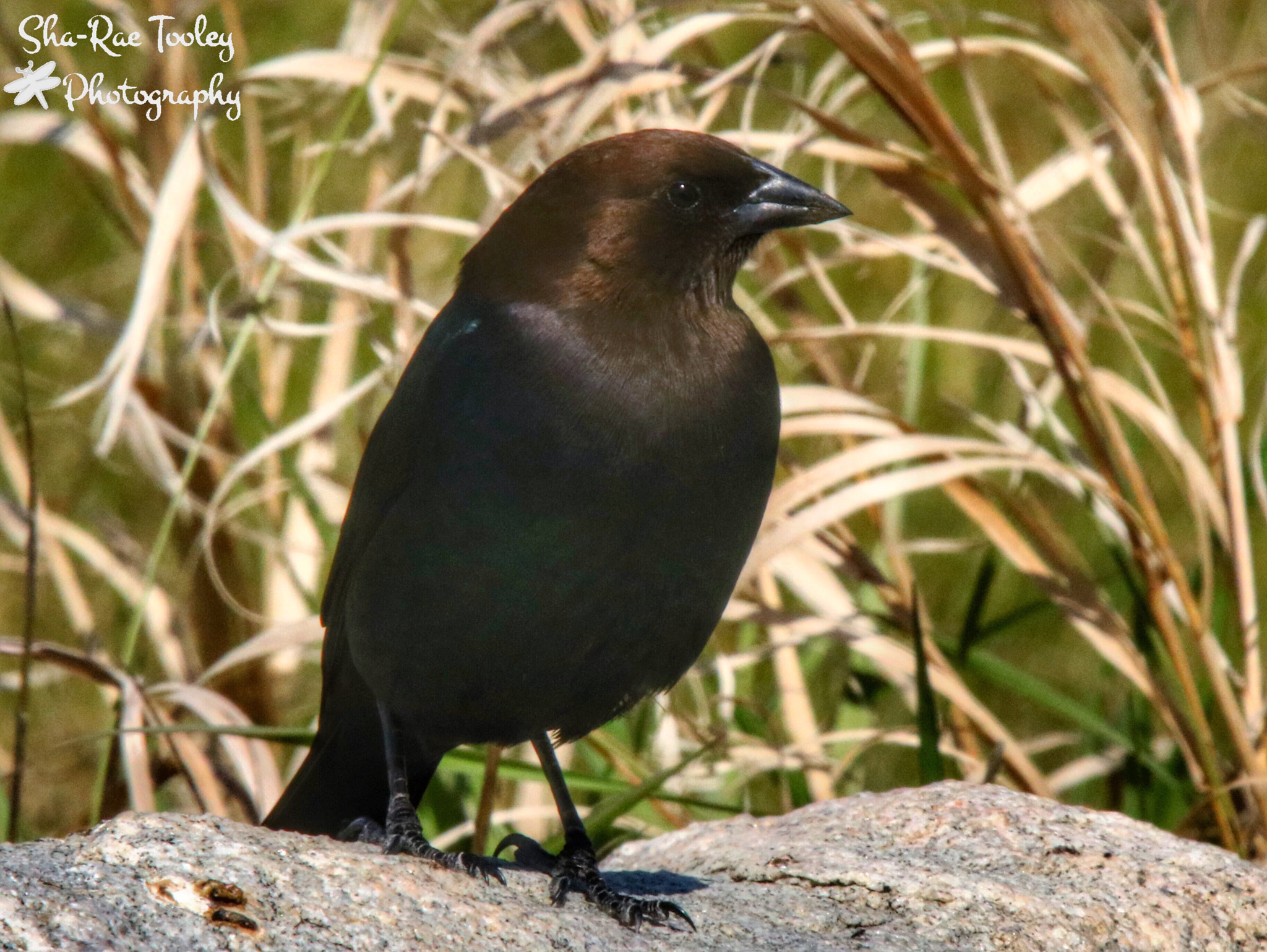 Canon 50-500mm sample photo. Brown-headed cowbird photography