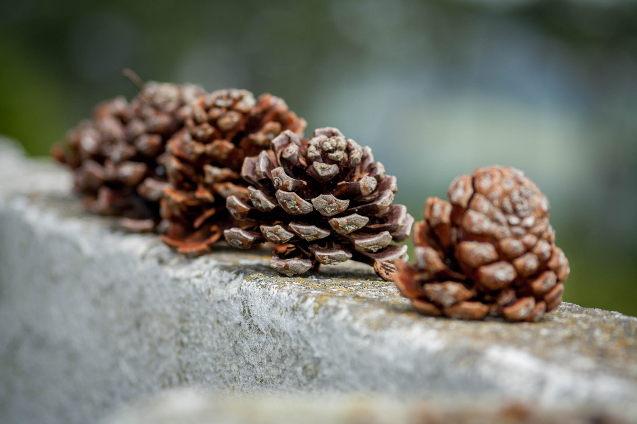Sigma 70-300mm F4-5.6 APO DG Macro sample photo. Conifer cones photography
