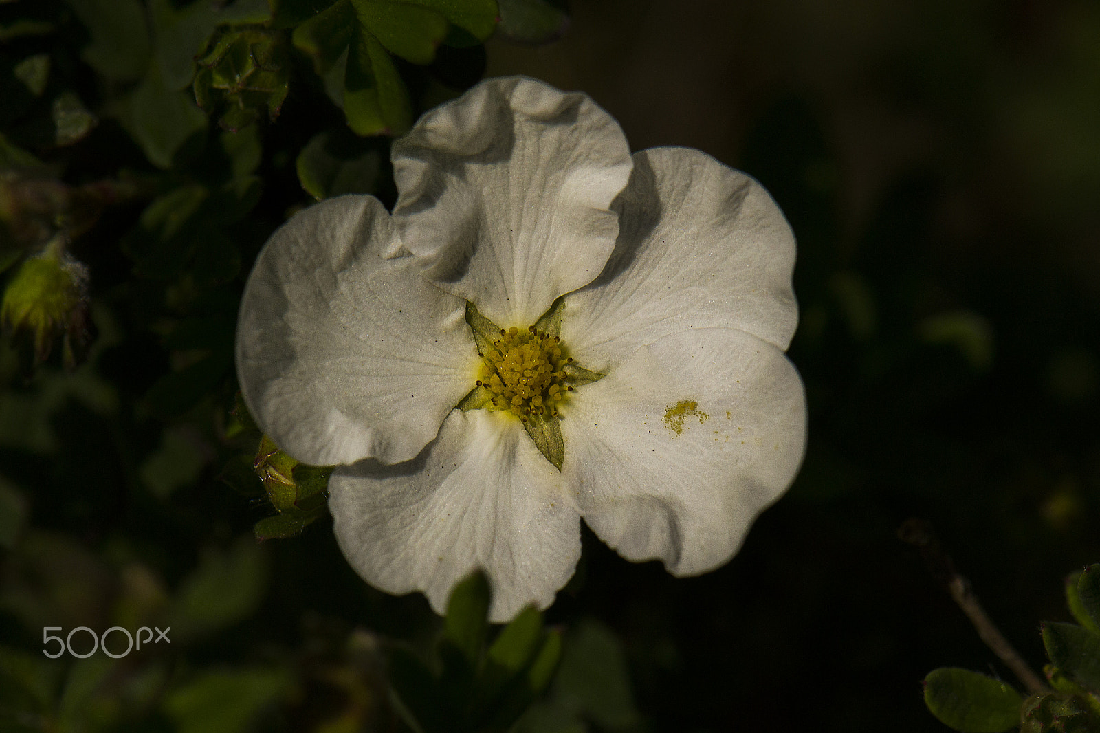 Nikon AF-S DX Micro-Nikkor 85mm F3.5G ED VR sample photo. Pollen photography