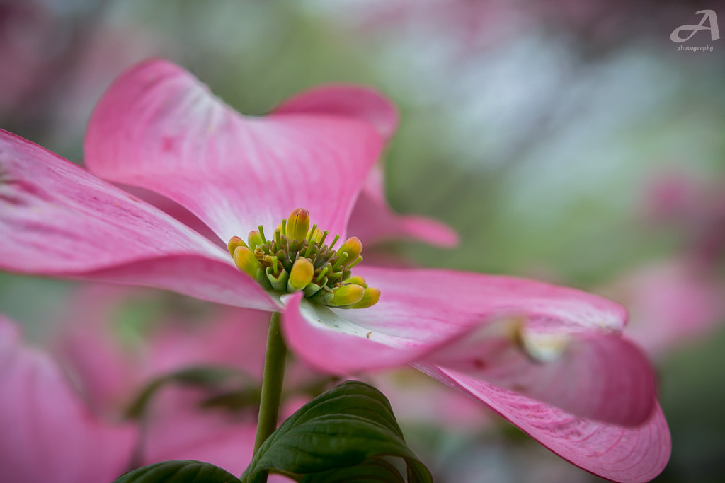 Nikon AF-S Micro-Nikkor 60mm F2.8G ED sample photo. Tame photography