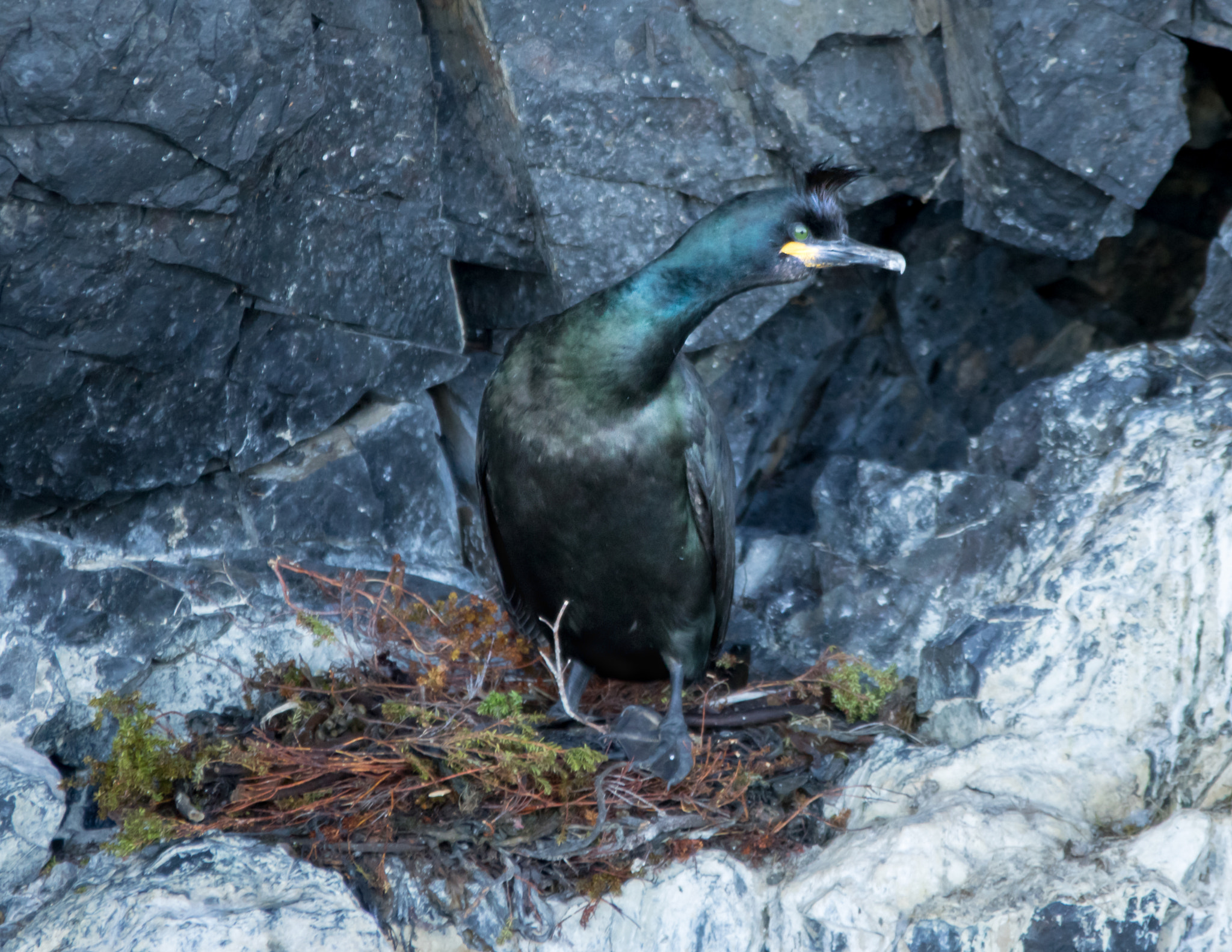 Sigma 70-200mm F2.8 EX DG OS HSM sample photo. Phalacrocorax aristotelis photography