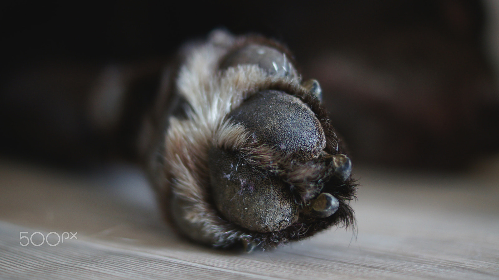 Sony SLT-A55 (SLT-A55V) + Sony DT 35mm F1.8 SAM sample photo. Paw photography