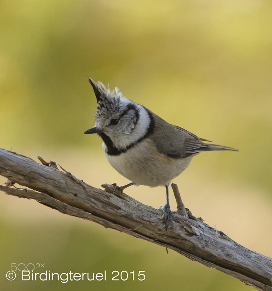 Sigma 150-500mm F5-6.3 DG OS HSM sample photo. Crested tit (lophophanes cristatus) photography