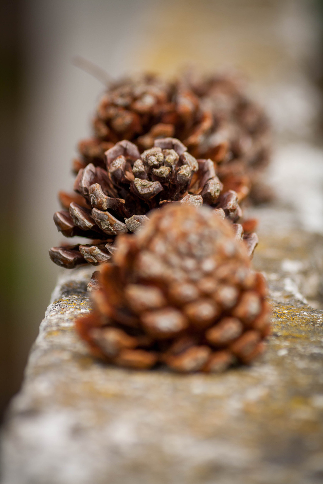 Sigma 70-300mm F4-5.6 APO DG Macro sample photo. Conifer cones ii photography