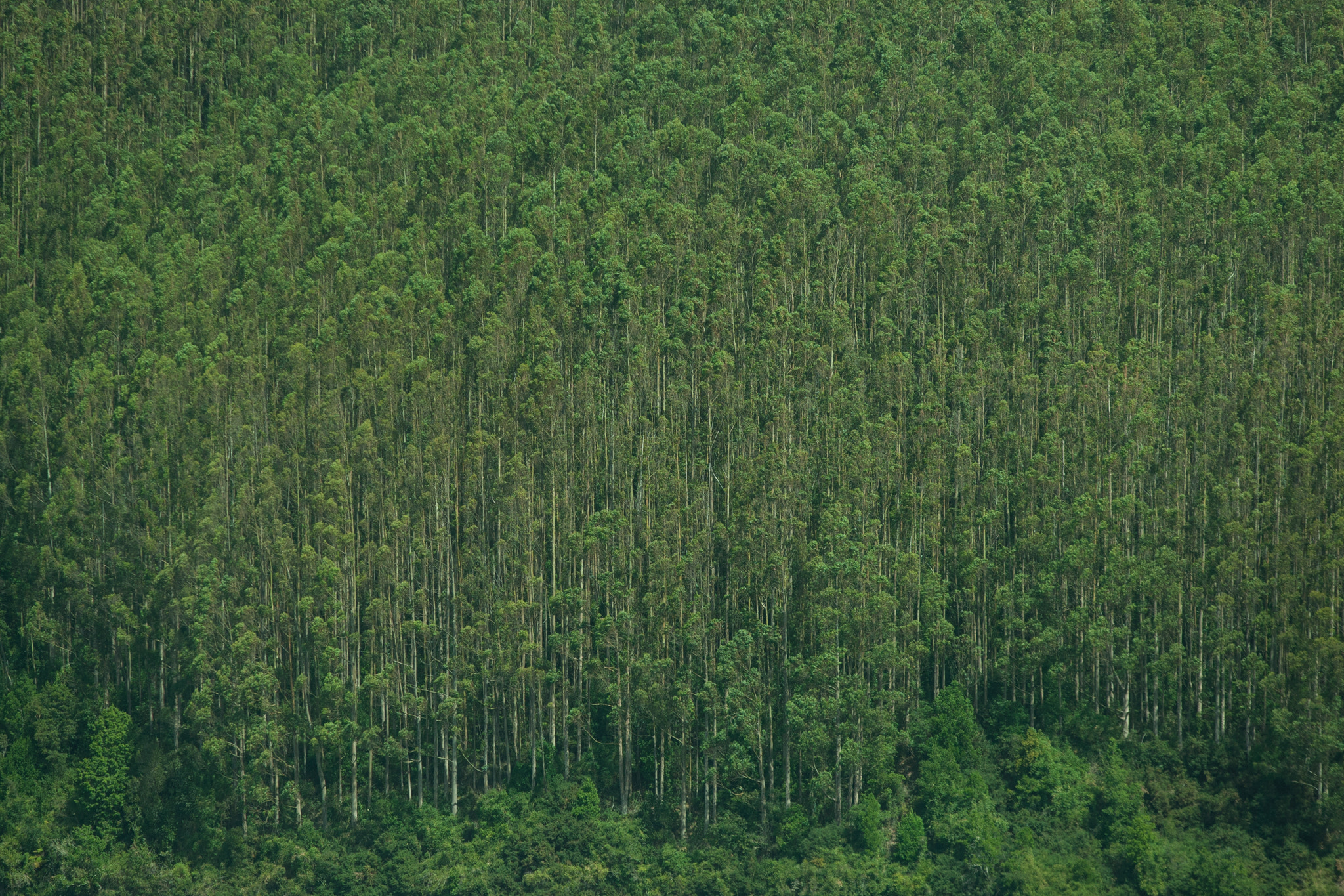 Canon EOS-1D Mark III sample photo. Bosques valdivianos modernos photography
