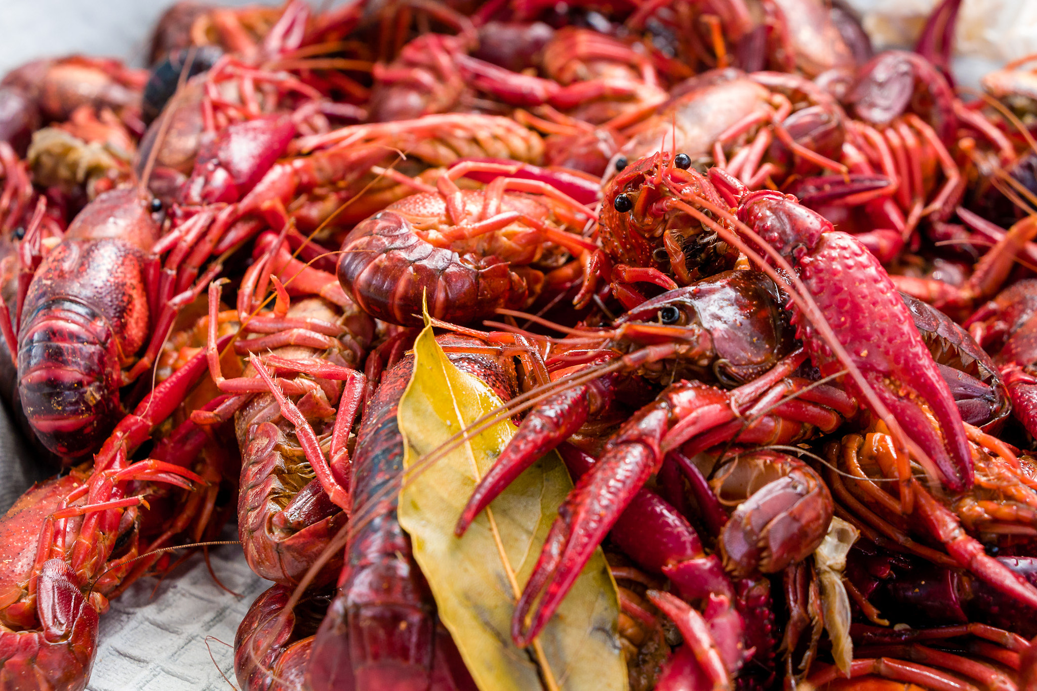 Canon EF-S 18-135mm F3.5-5.6 IS STM sample photo. Mudbugs photography