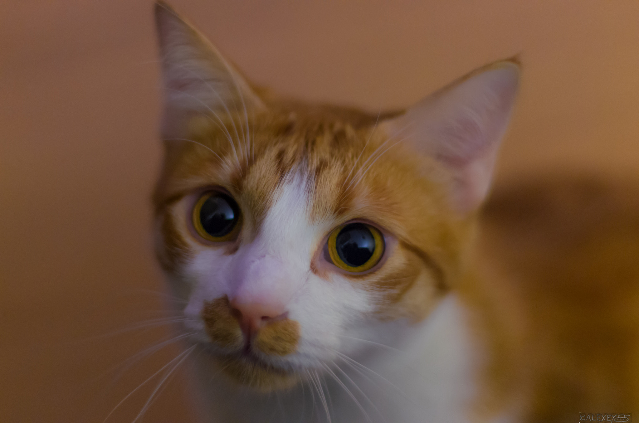 Pentax K-5 + Pentax smc FA 50mm F1.4 sample photo. Strangest cat ever. photography