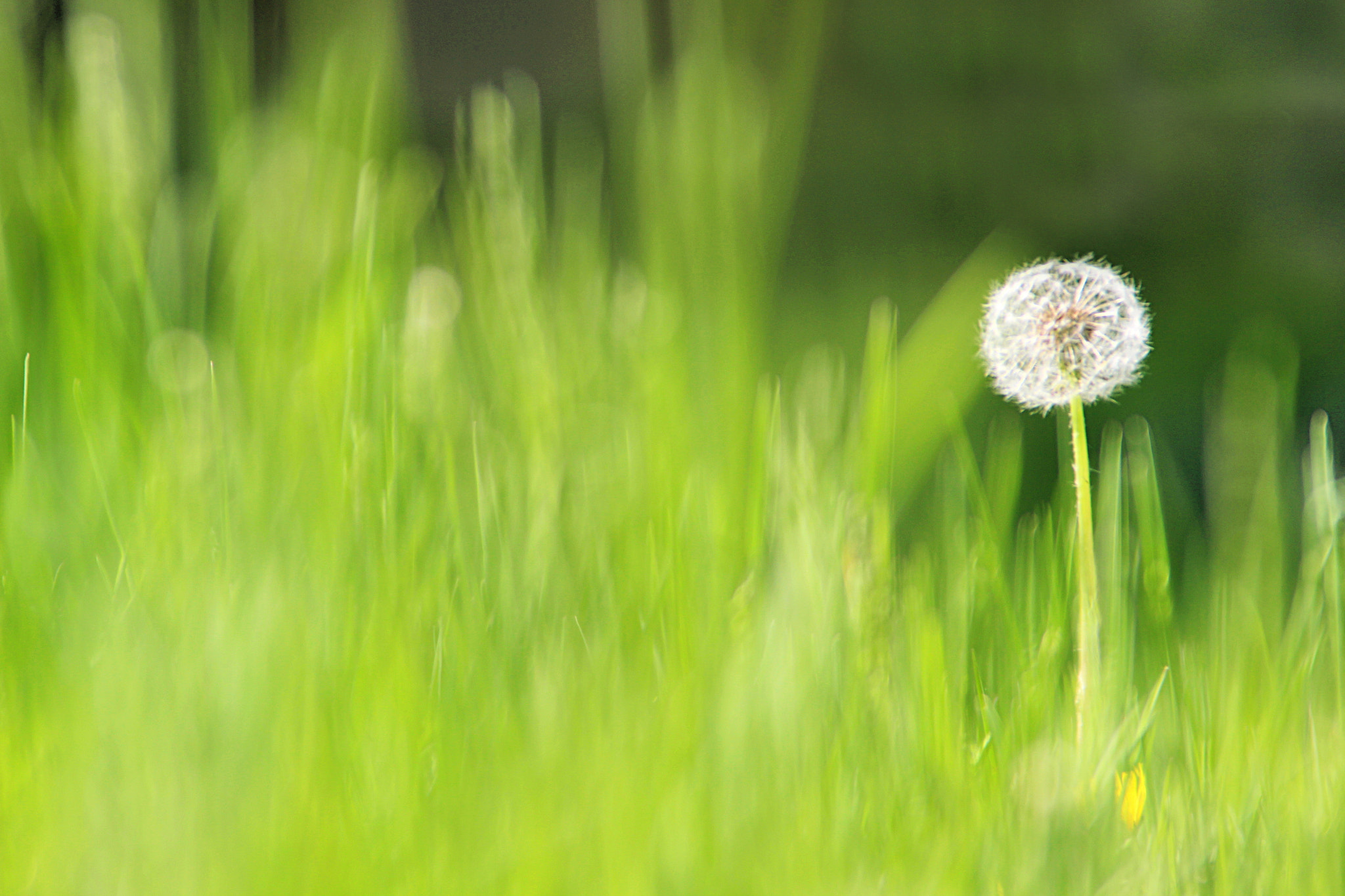 Tamron AF 28-200mm F3.8-5.6 XR Di Aspherical (IF) Macro sample photo. Edit photography