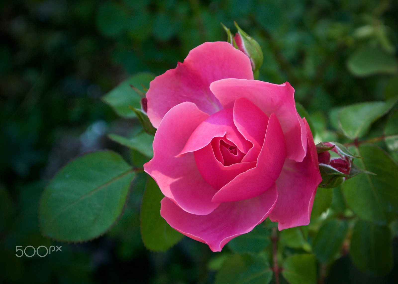 Nikon 1 J2 sample photo. Pink nakanoshima rose photography