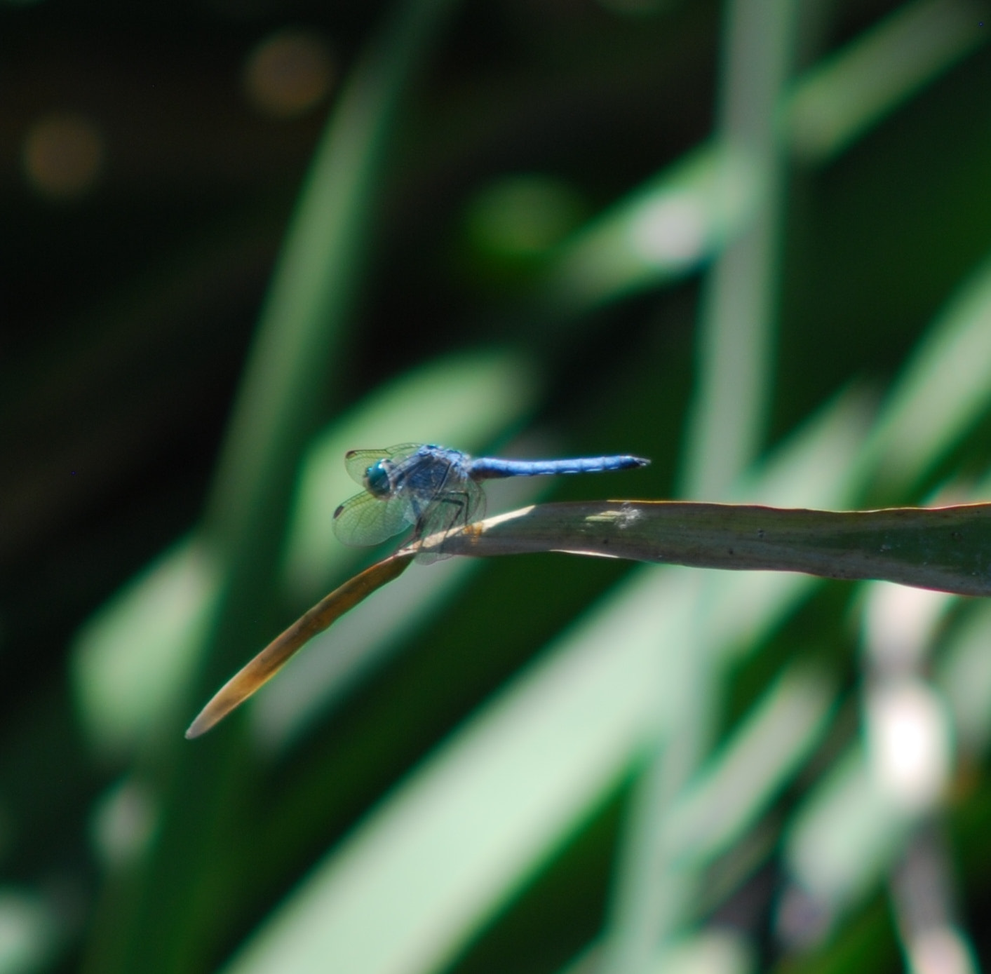 Nikon D80 + AF Zoom-Nikkor 75-300mm f/4.5-5.6 sample photo. Before the flight photography