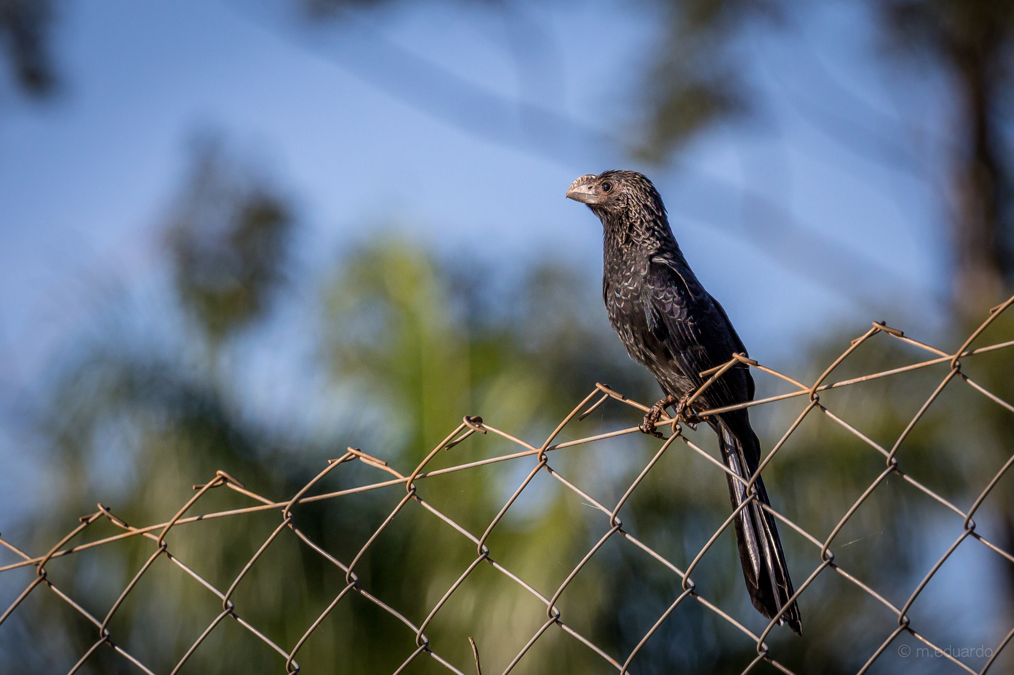 Canon EF 70-200mm F4L USM sample photo. Passaro preto, anu preto, anun photography
