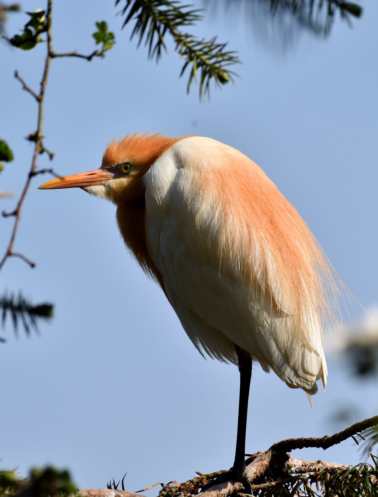 Nikon AF-S Nikkor 200-500mm F5.6E ED VR sample photo
