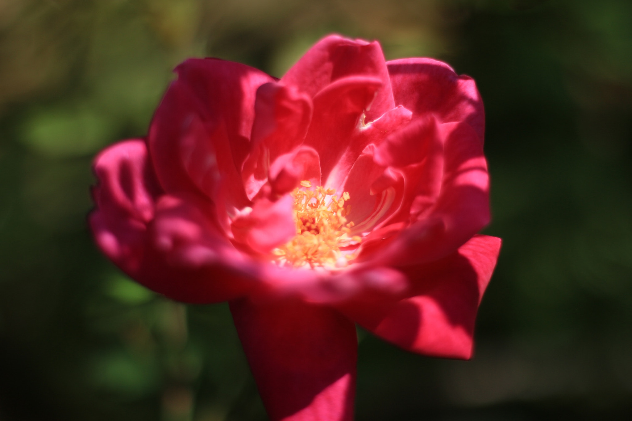 Canon EOS M + Canon EF 50mm F1.8 STM sample photo. Rose photography