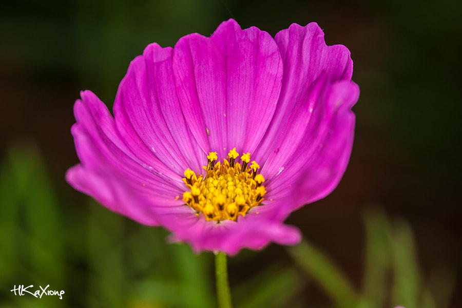 Canon EF-S 60mm F2.8 Macro USM sample photo. Cosmos photography