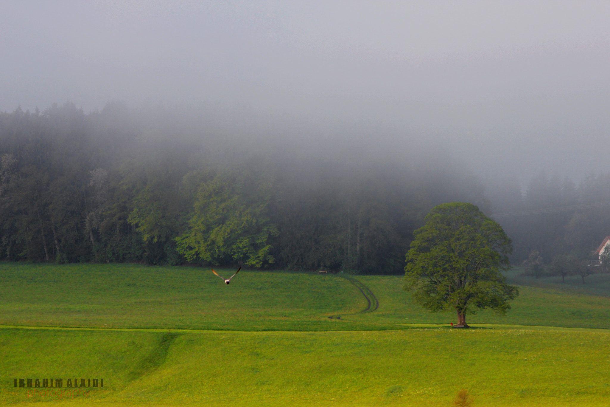 Canon EF 75-300mm F4.0-5.6 IS USM sample photo