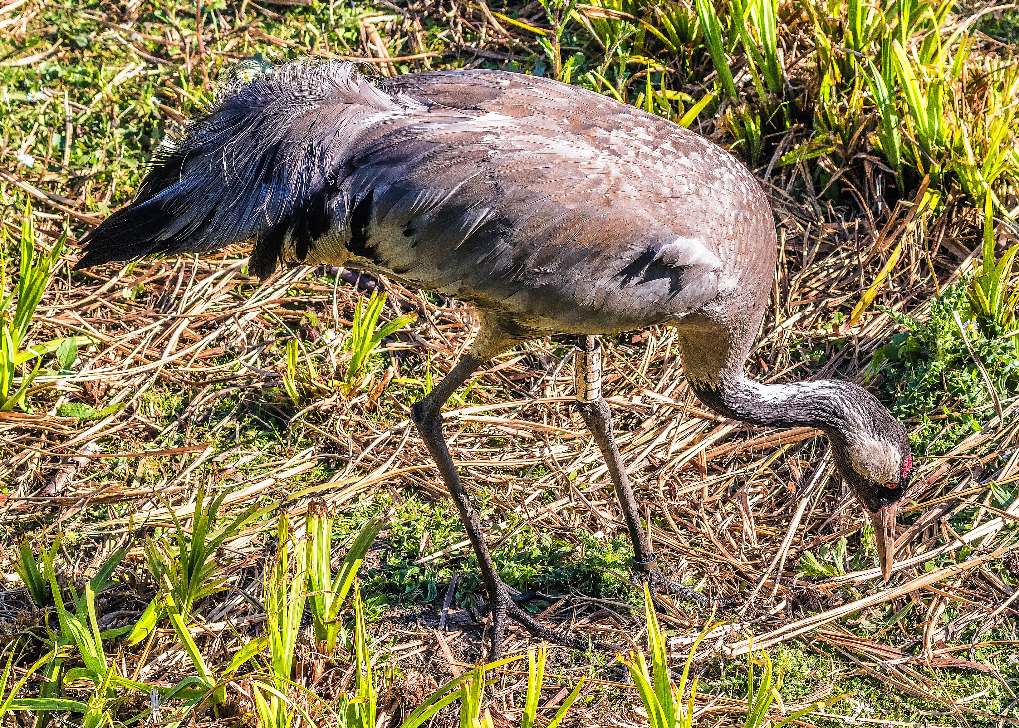 Pentax K-S1 + Sigma sample photo. Common crane  photography