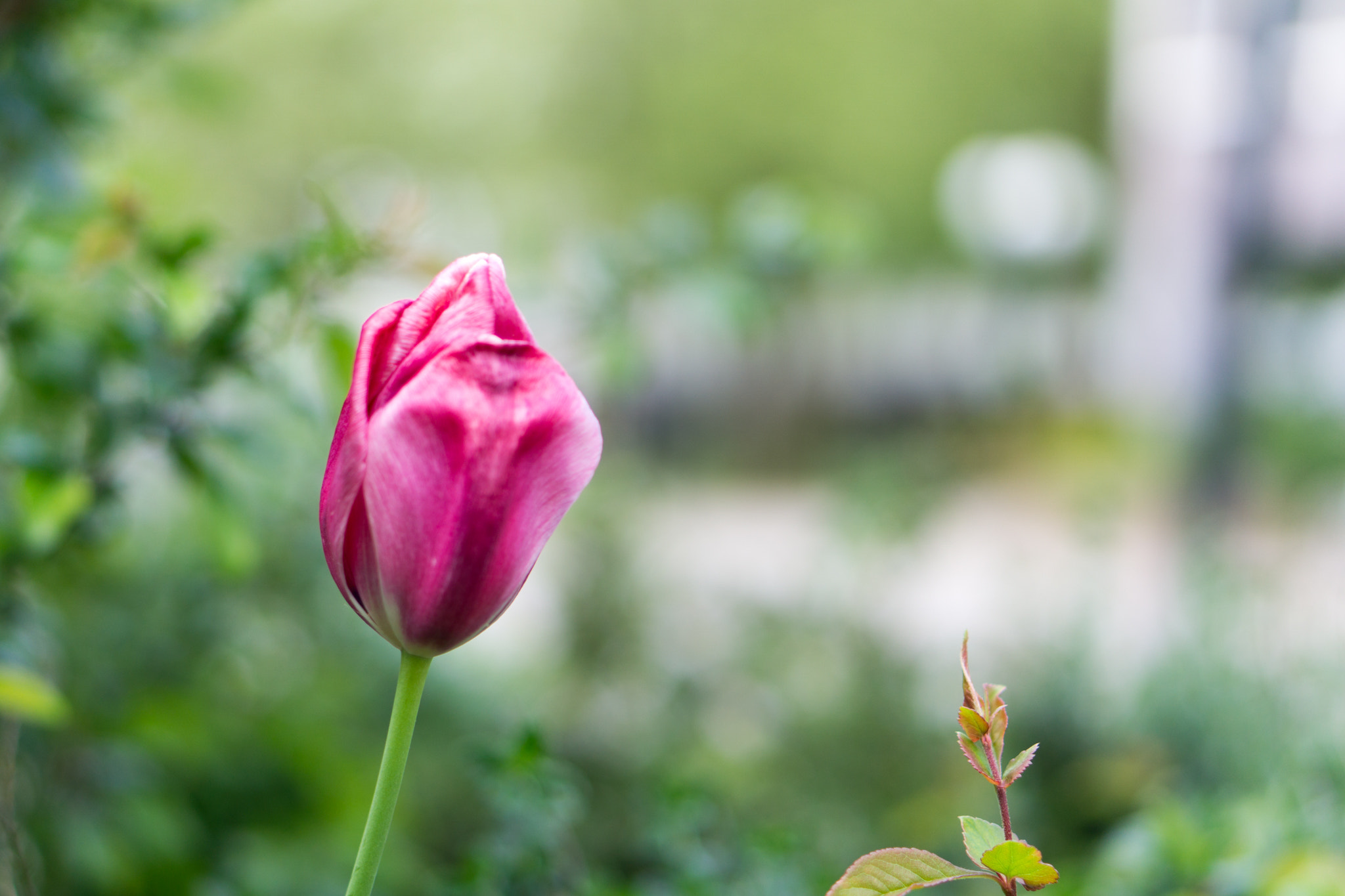 Sony a5100 + E 50mm F1.8 OSS sample photo. Pink tulip photography