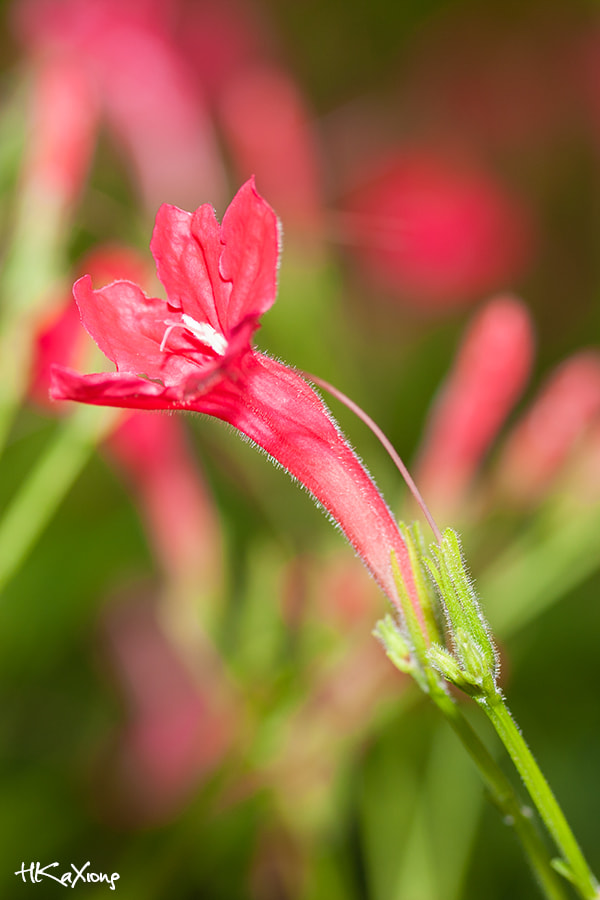 Canon EF-S 60mm F2.8 Macro USM sample photo. Weigela photography