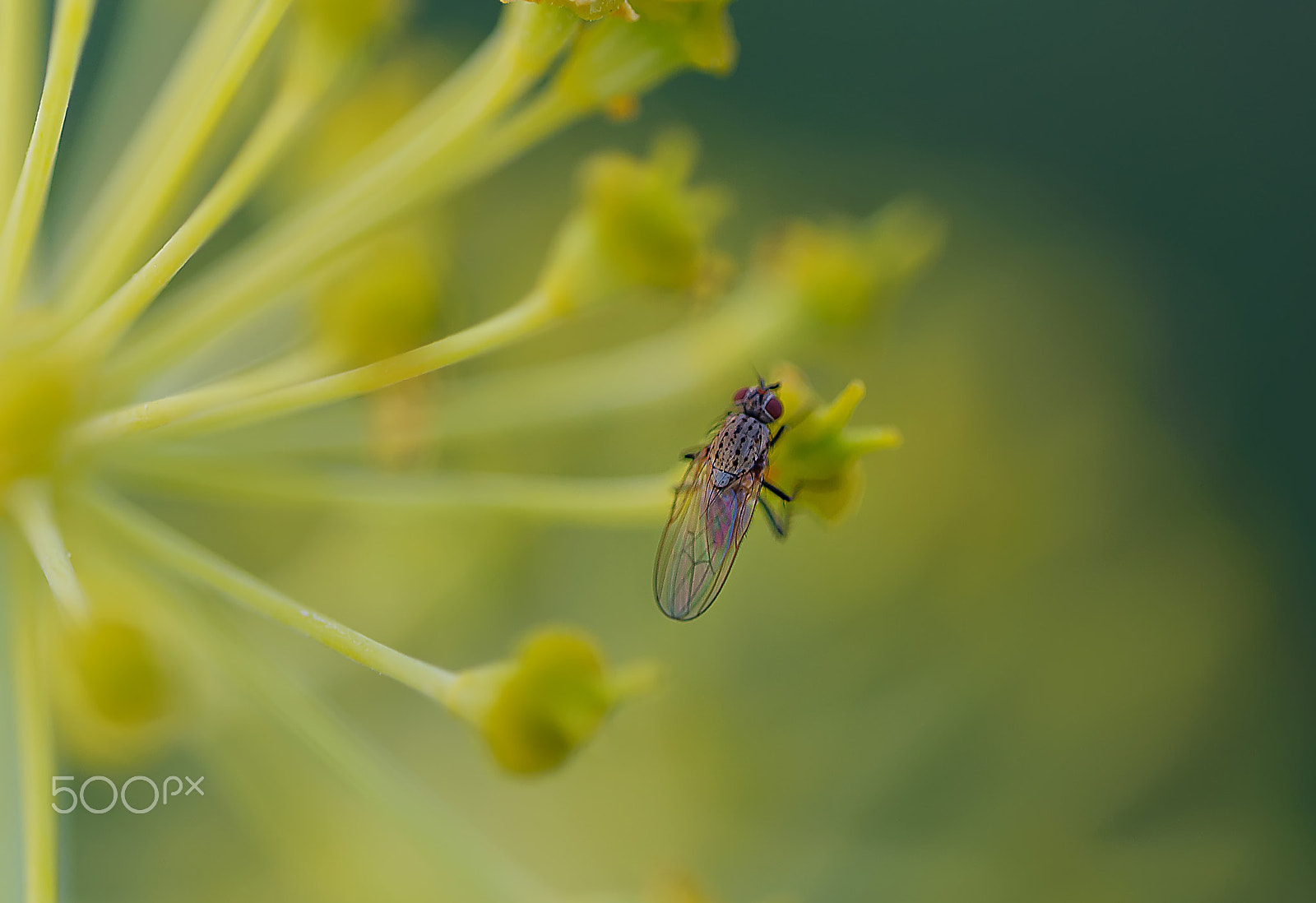 Sigma 150mm F2.8 EX DG OS Macro HSM sample photo. Disfrutando photography