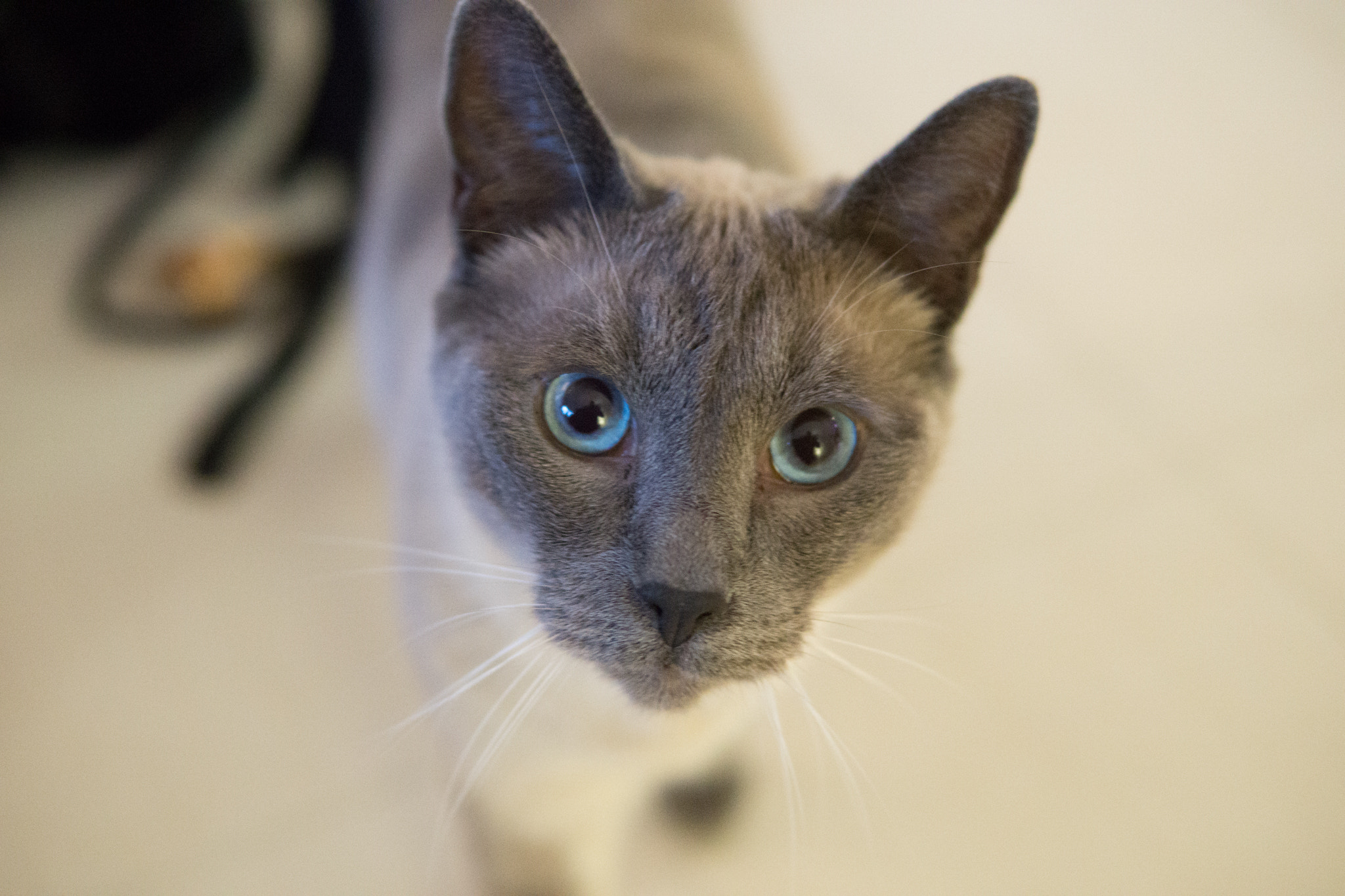 Sony a5100 sample photo. Cat photography