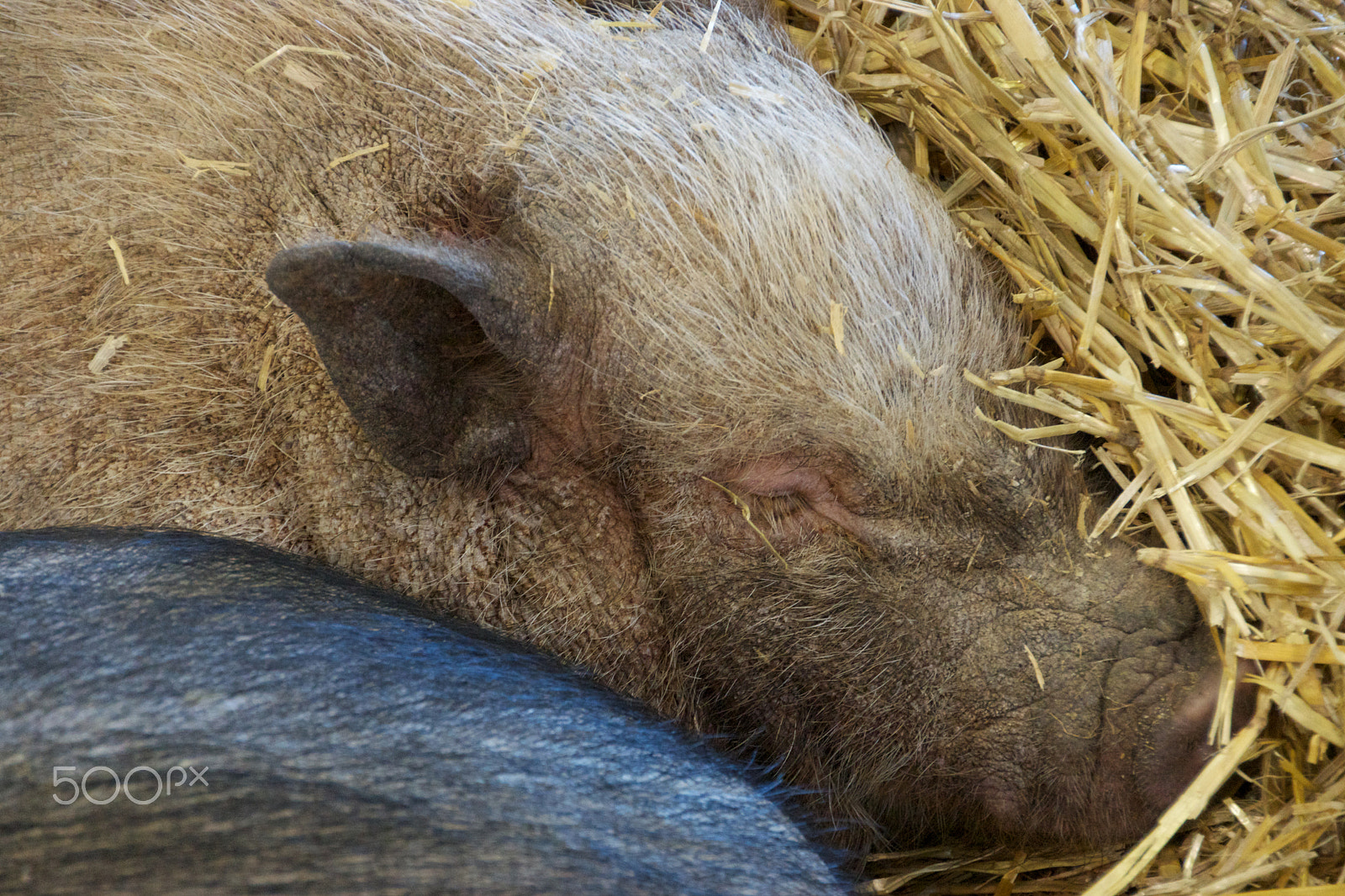 Tamron 18-270mm F3.5-6.3 Di II PZD sample photo. Pig - cochon photography