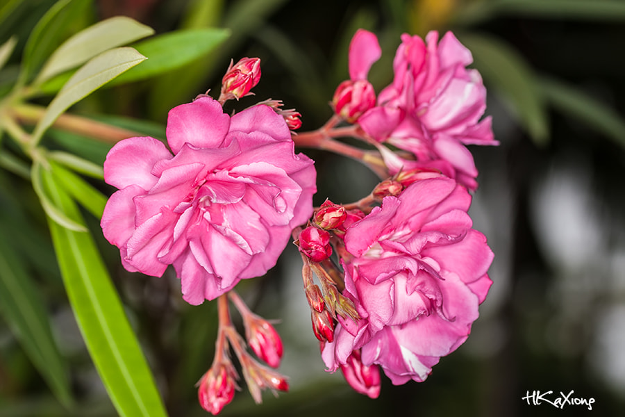 Canon EF-S 60mm F2.8 Macro USM sample photo. Nerium photography