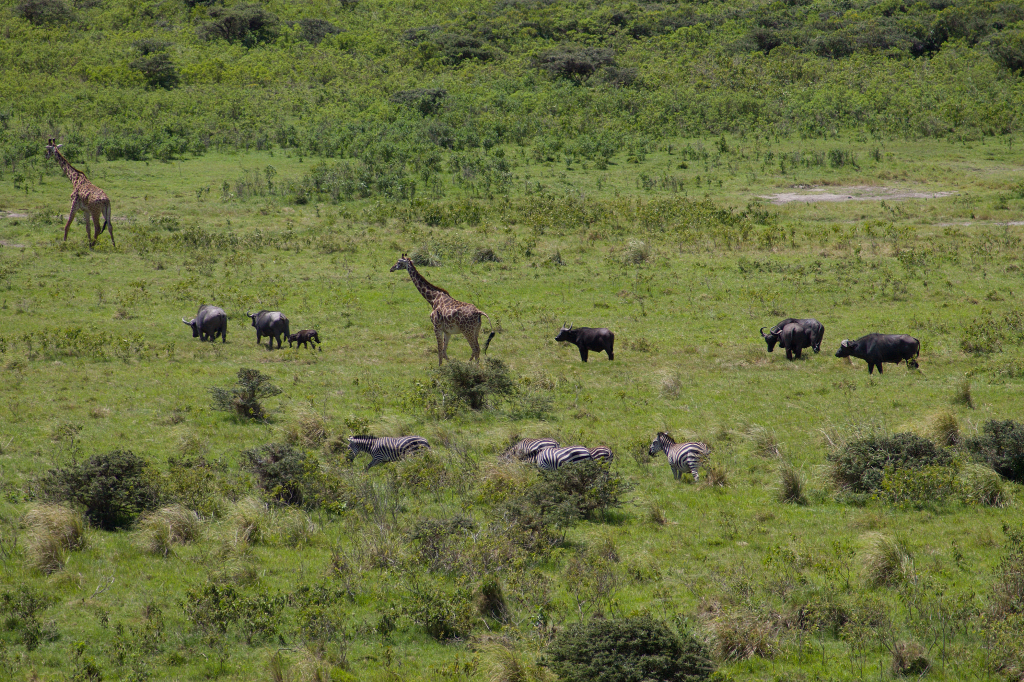 Canon EF 55-200mm F4.5-5.6 II USM sample photo. Arusha national park in tanzania photography