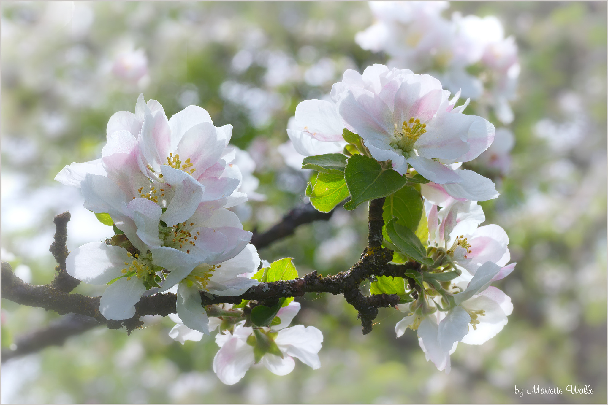 Canon EOS 7D + Sigma 70mm F2.8 EX DG Macro sample photo. White apple blossoms photography
