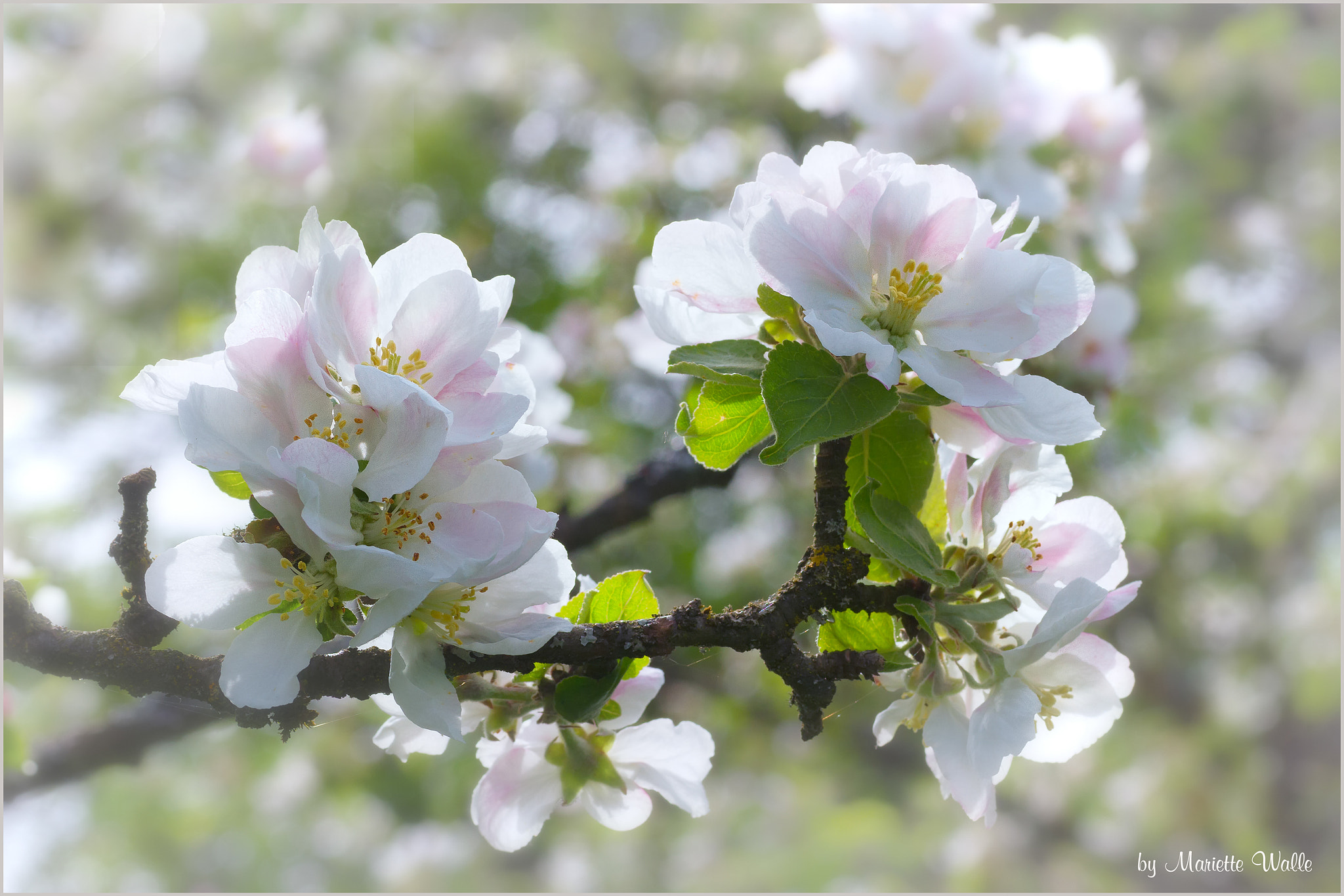 Sigma 70mm F2.8 EX DG Macro sample photo. White apple blossoms photography