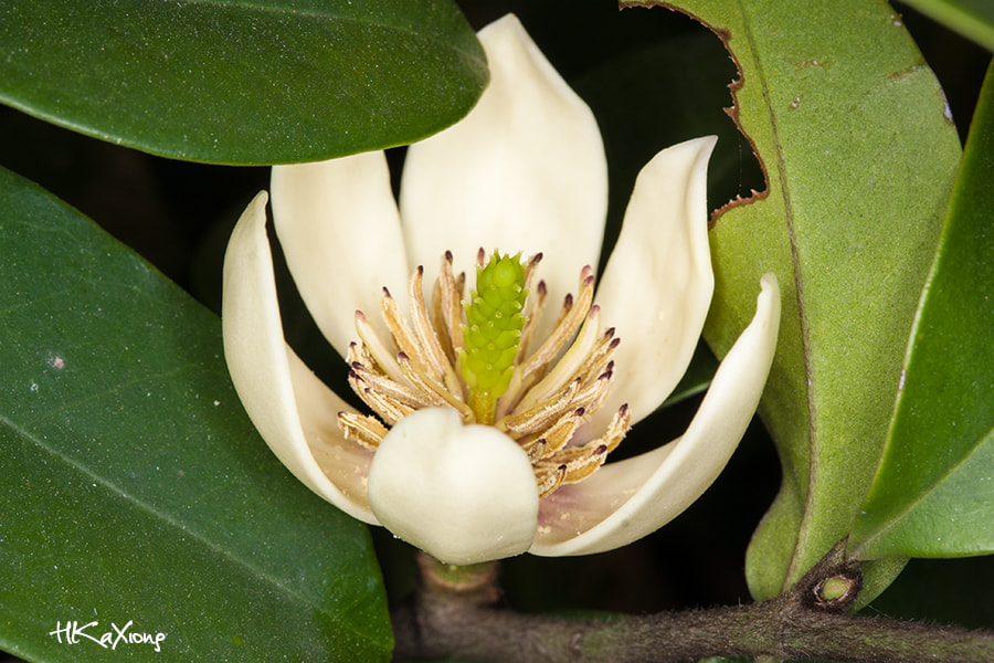 Canon EF-S 60mm F2.8 Macro USM sample photo. Michelia photography