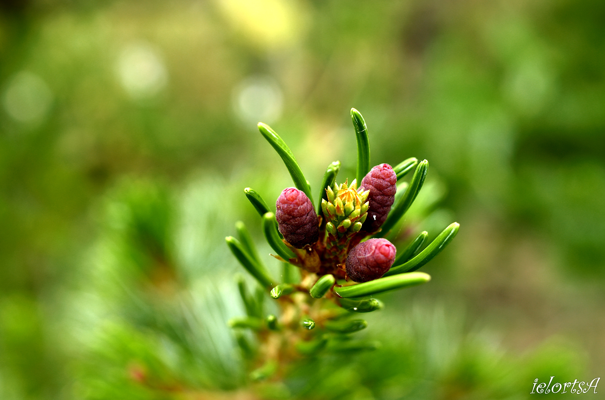 Pentax K-5 sample photo. Plant photography