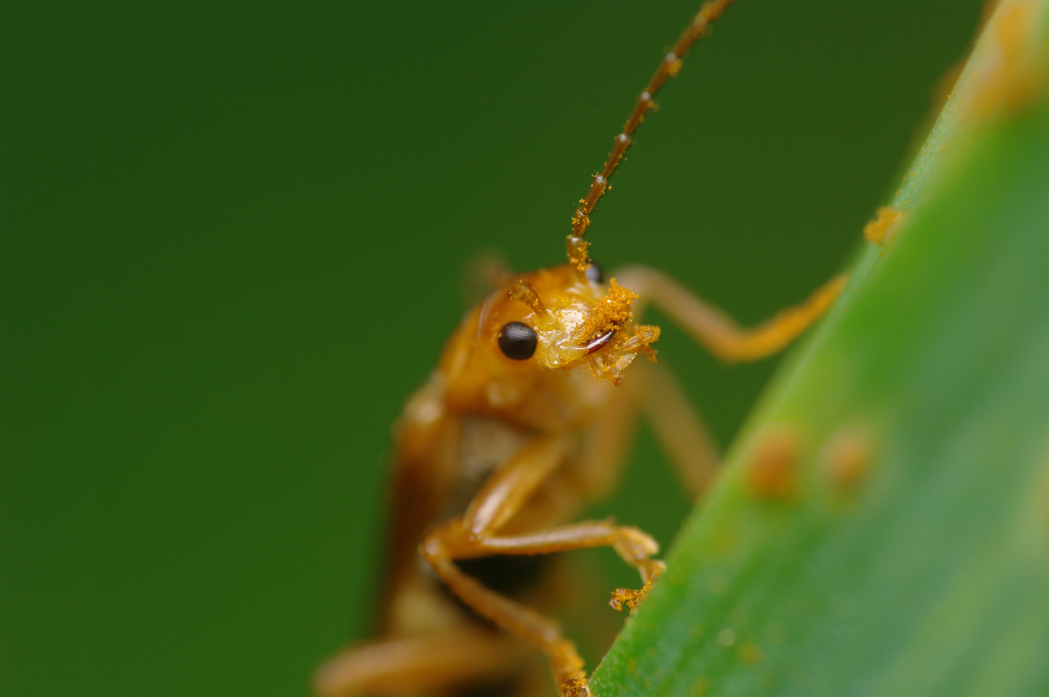 Pentax smc D-FA 100mm F2.8 macro sample photo. Bugs around the apartment photography