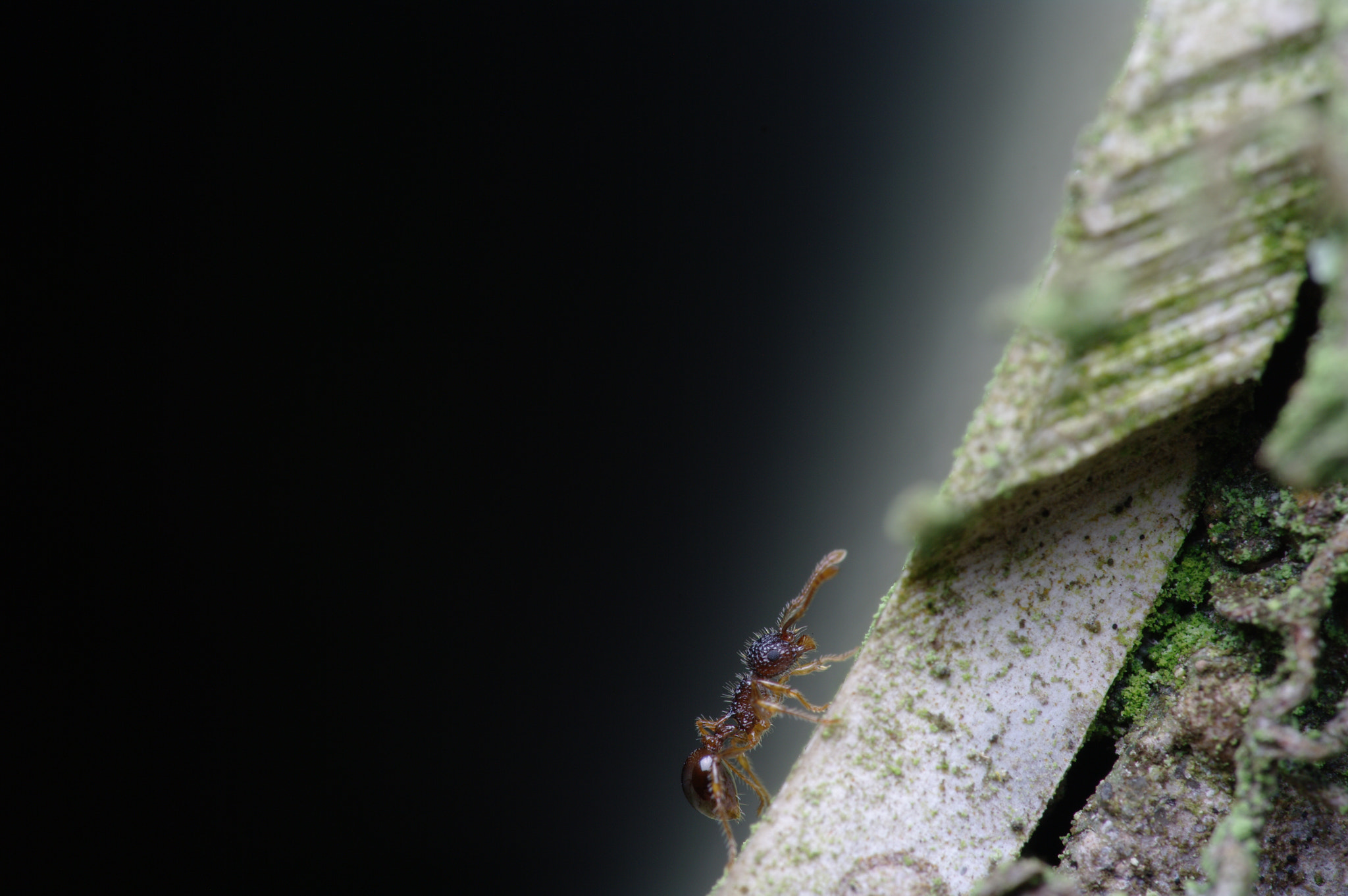 Samsung GX-20 + Pentax smc D-FA 100mm F2.8 macro sample photo. Bugs around the apartment photography