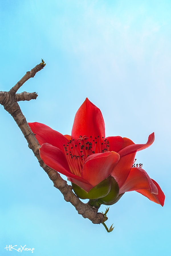 Canon EF-S 60mm F2.8 Macro USM sample photo. Kapok photography