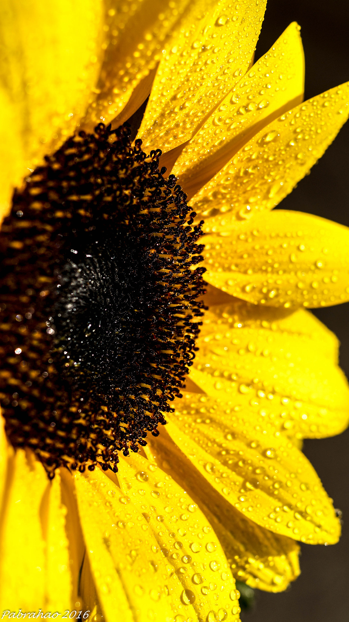 Sony DT 35mm F1.8 SAM sample photo. Girassol. photography