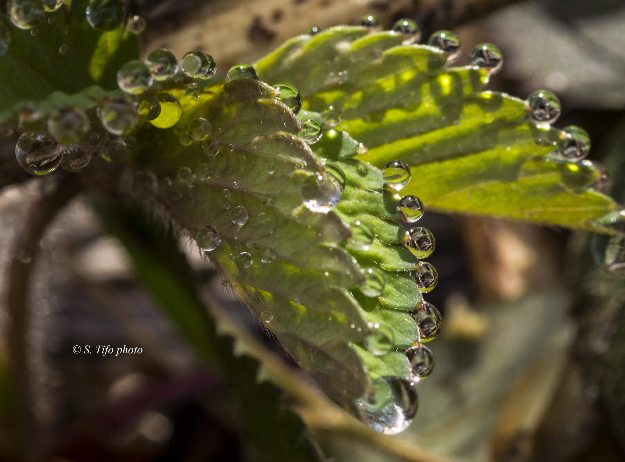 Sigma 105mm F2.8 EX DG OS HSM sample photo. Morning tears .. 2 .. photography
