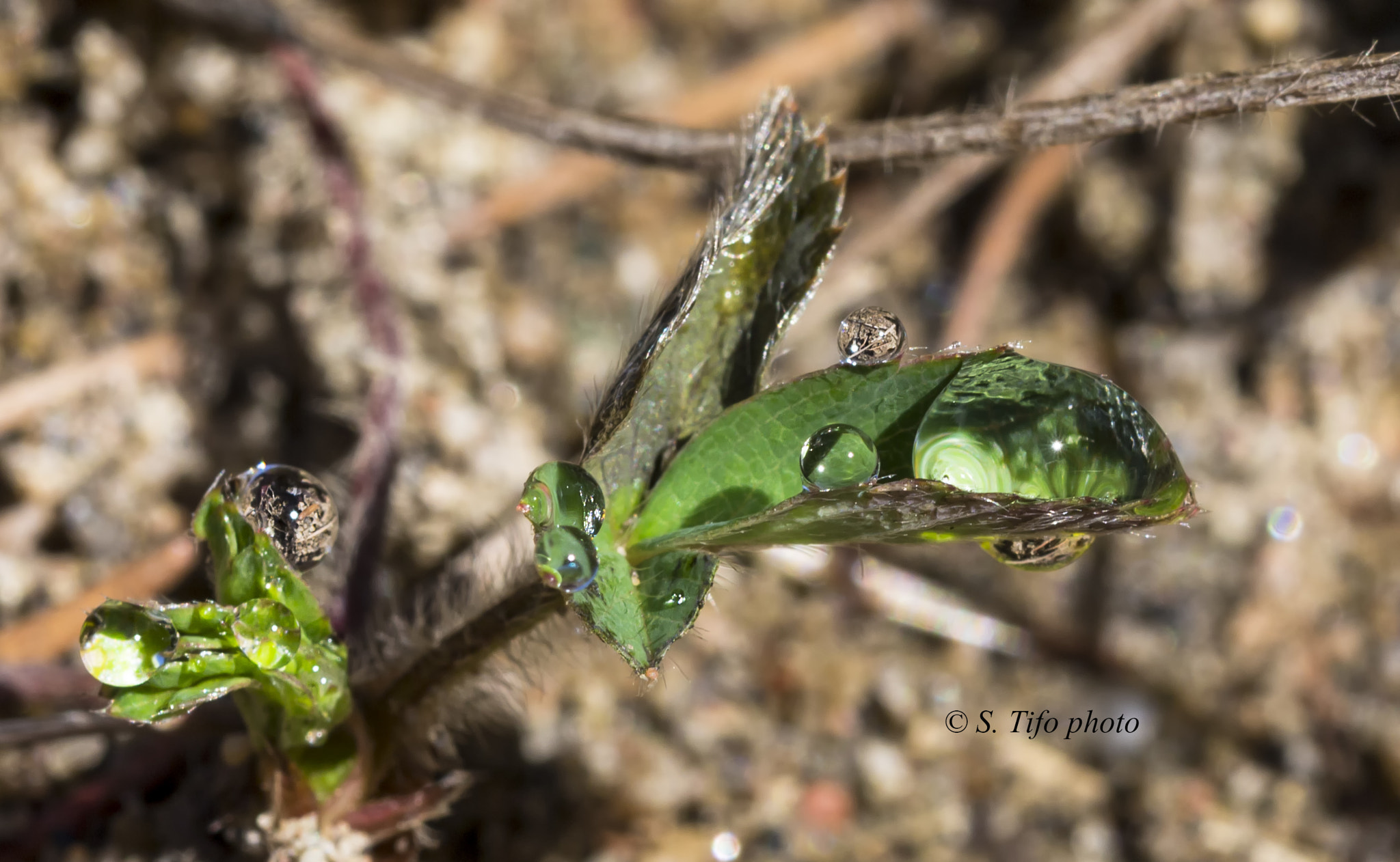 Sigma 105mm F2.8 EX DG OS HSM sample photo. Morning tears ... 3 ... photography