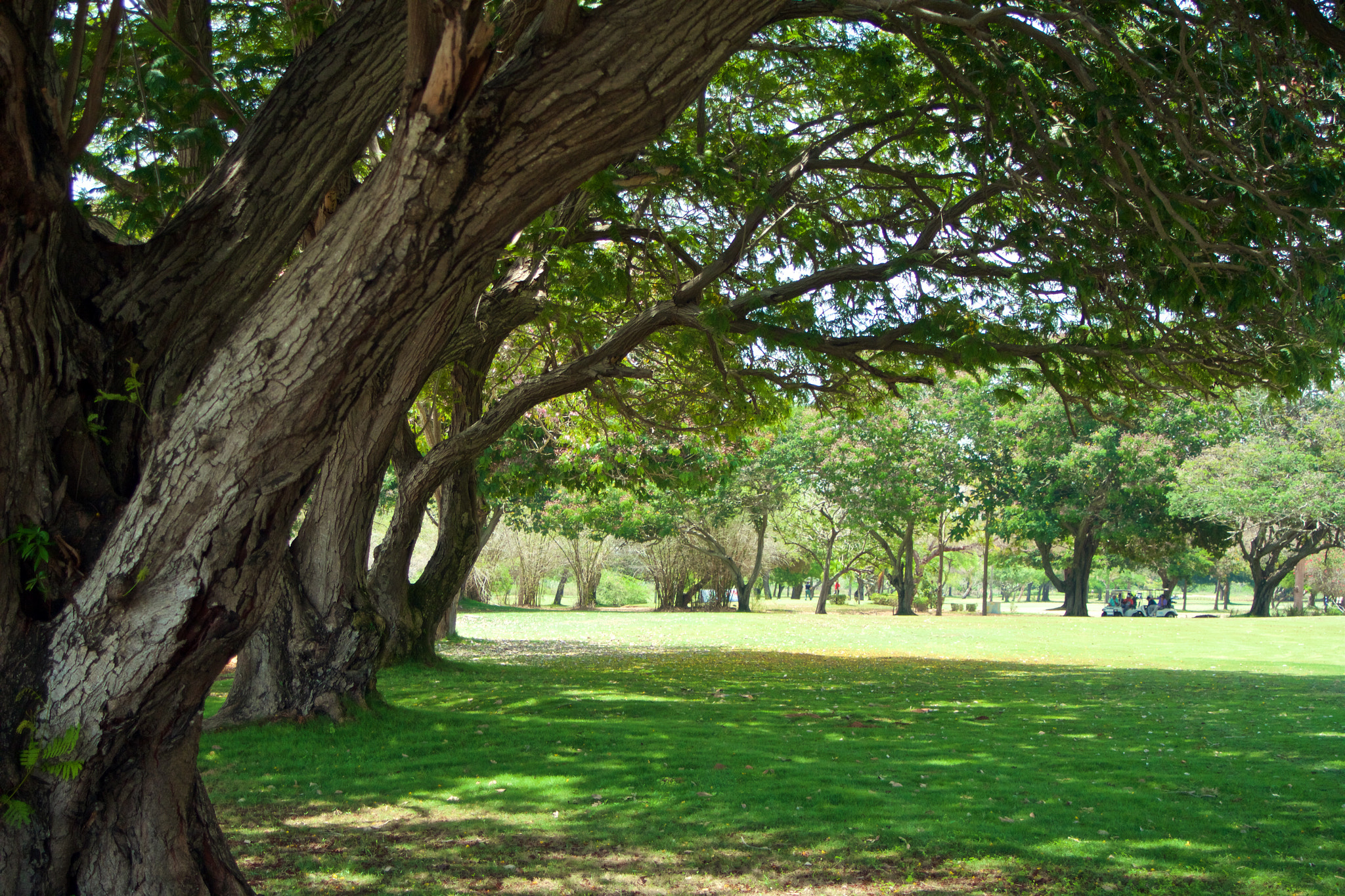 Canon EOS 60D + Canon EF 35-105mm f/4.5-5.6 sample photo. Maracaibo country club, fairway hoyo 9 photography