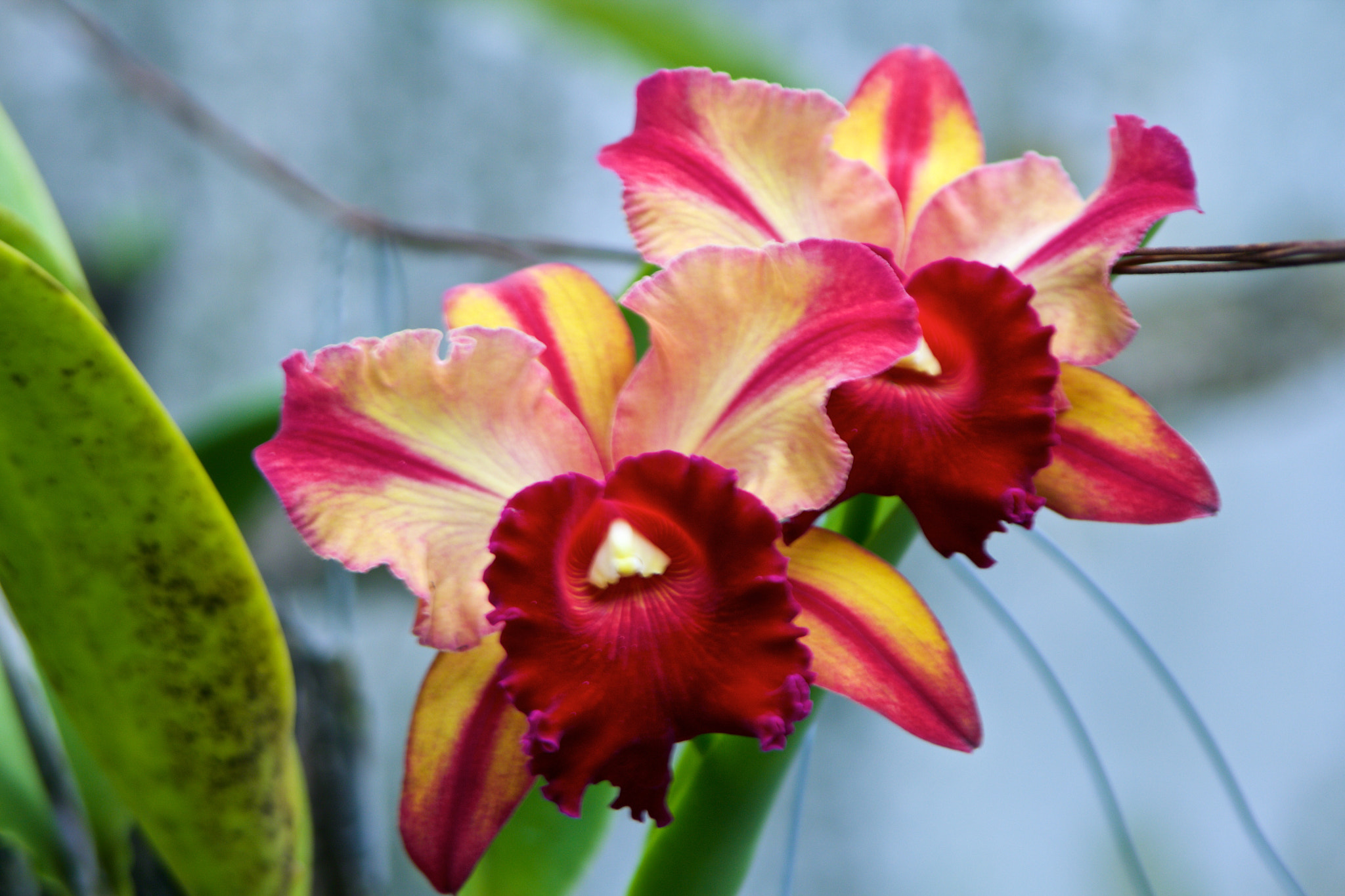 Canon EF 35-105mm f/4.5-5.6 sample photo. Orquideas photography