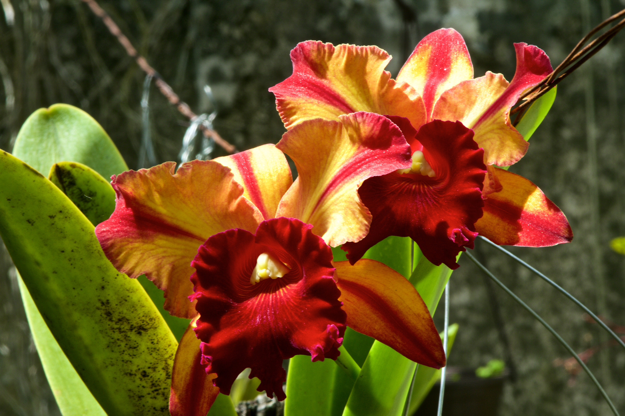 Canon EF 35-105mm f/4.5-5.6 sample photo. Orquidea photography