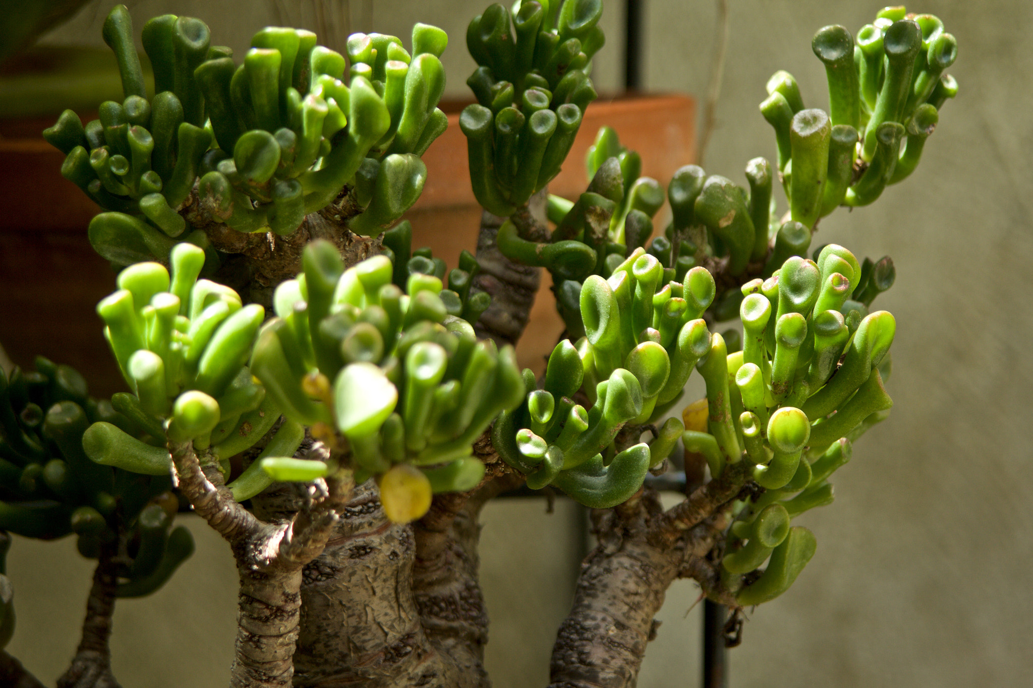 Canon EF 35-105mm f/4.5-5.6 sample photo. Plantas photography