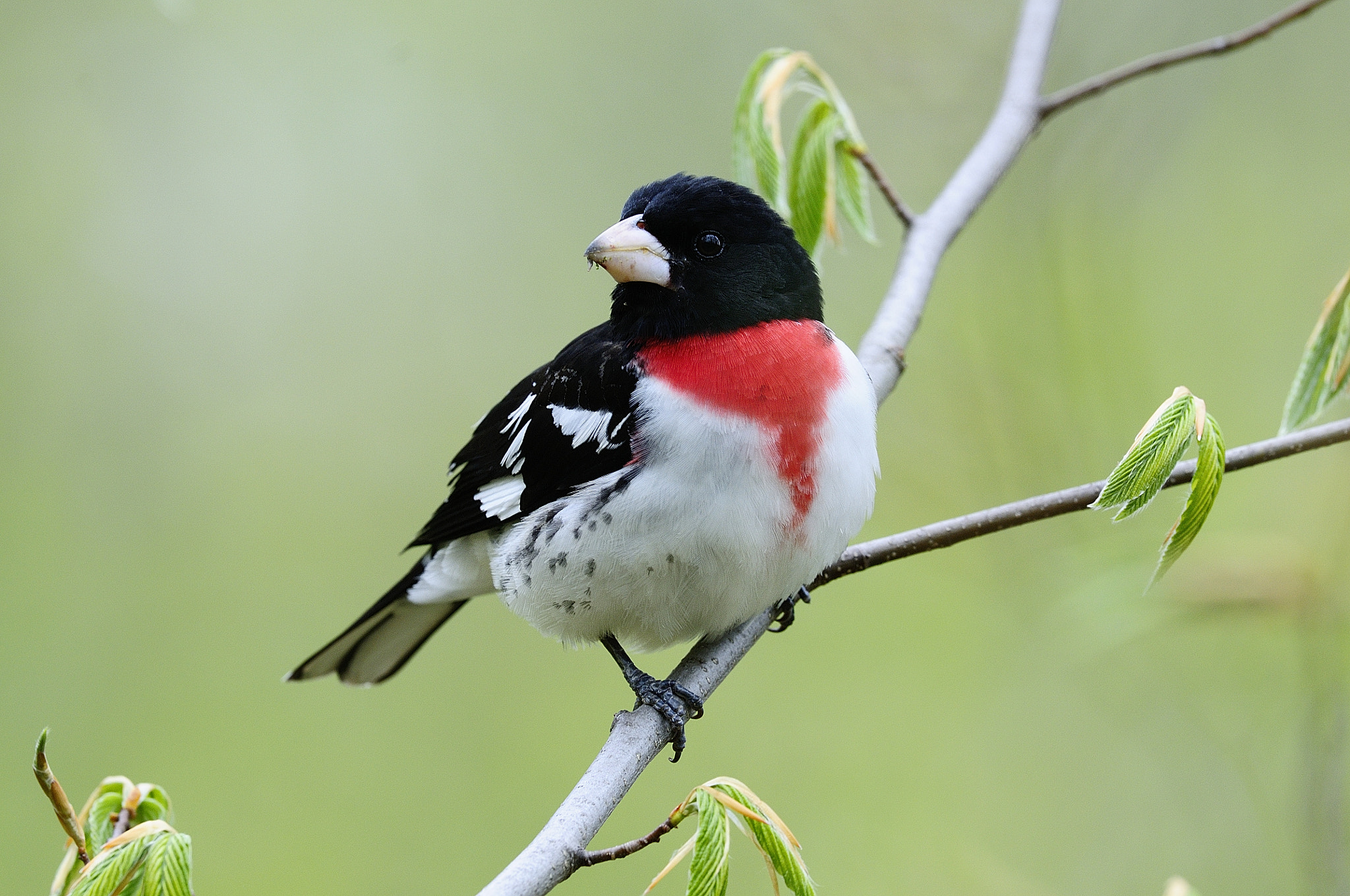 Nikon D300S + Nikon AF-S Nikkor 500mm F4G ED VR sample photo. Cardinal à poitrine rose pheucticus ludovicianus rose breasted grosbeak cdu photography