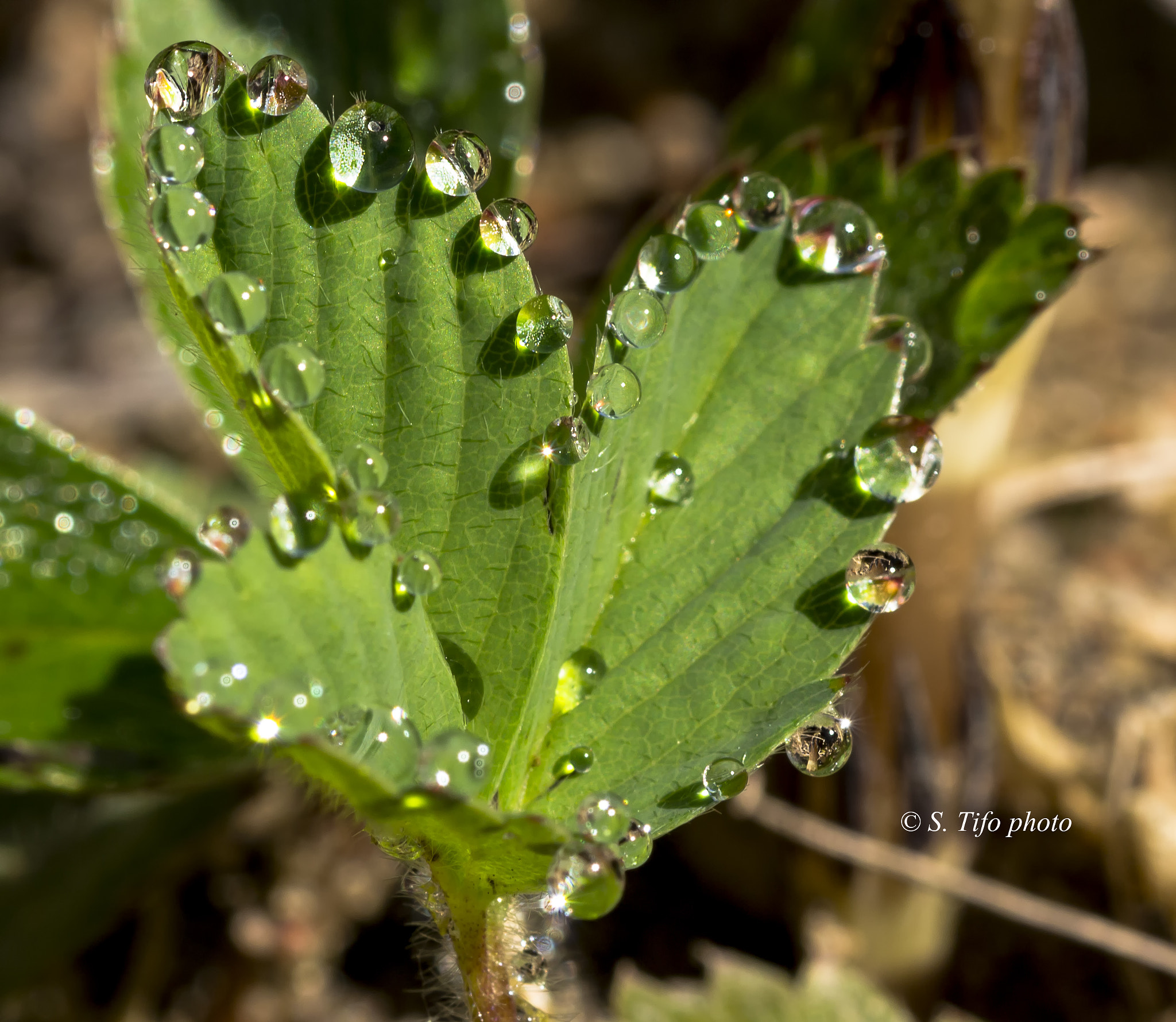 Sigma 105mm F2.8 EX DG OS HSM sample photo. Morning tears ... 4 .. photography