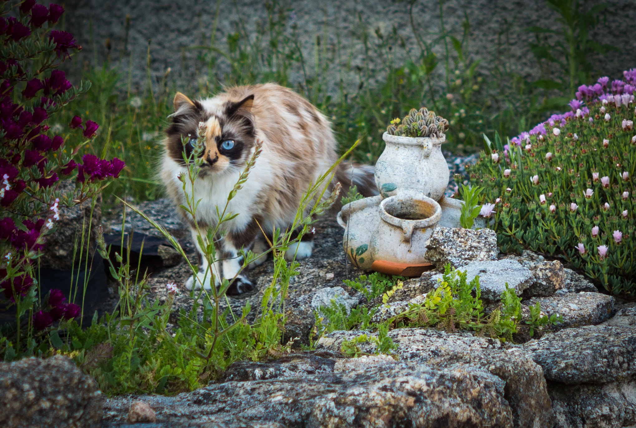 Sony SLT-A68 + Sony DT 50mm F1.8 SAM sample photo. Pretty cat. photography