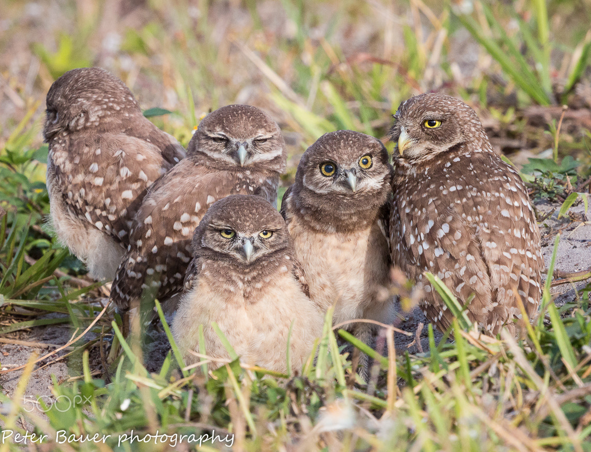 Canon EF 400mm F4.0 DO IS USM sample photo. Burrowing owl family photography